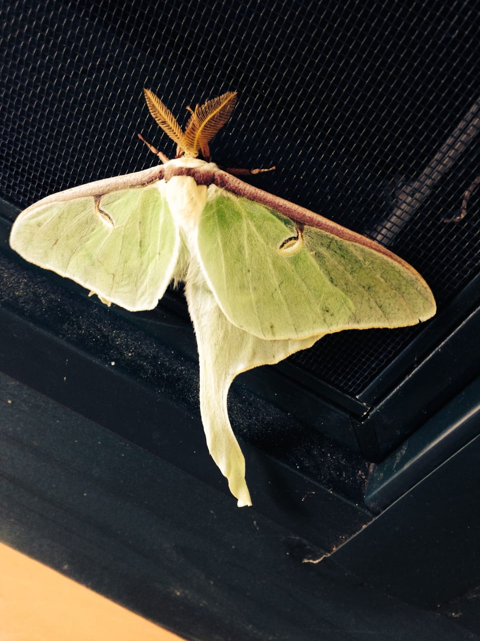 A VISITING LUNAR MOTH