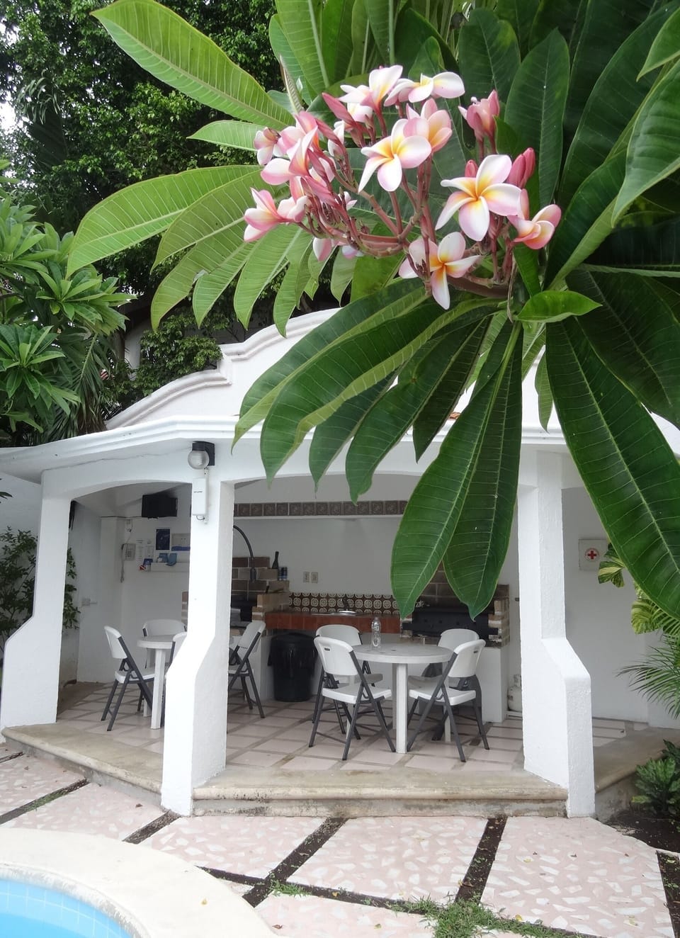 The Flor de Mayo (Plumeria) trees and outside  dining with 2 barbecues. 