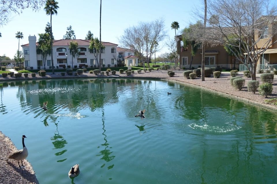 Geese/Ducks in lakes around condo 