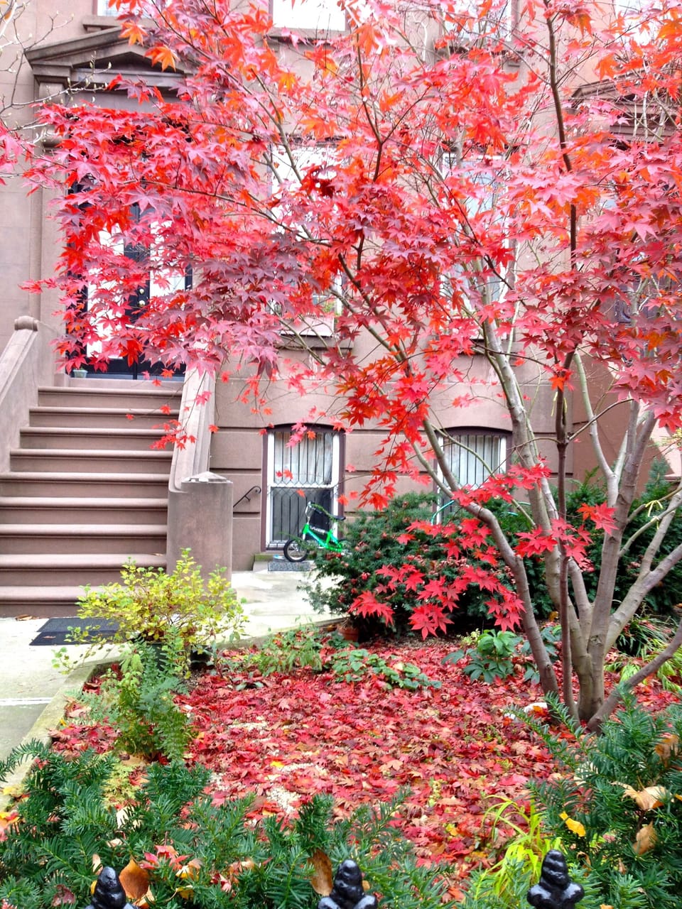 front garden