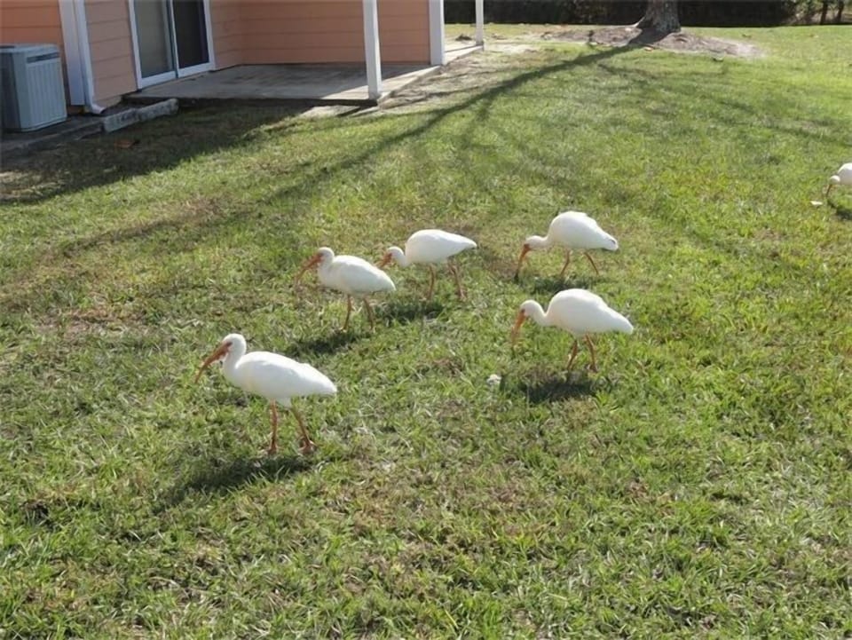 Birds are abundent