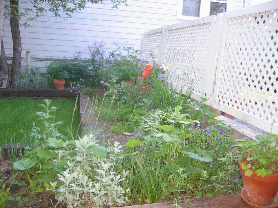 Backyard view