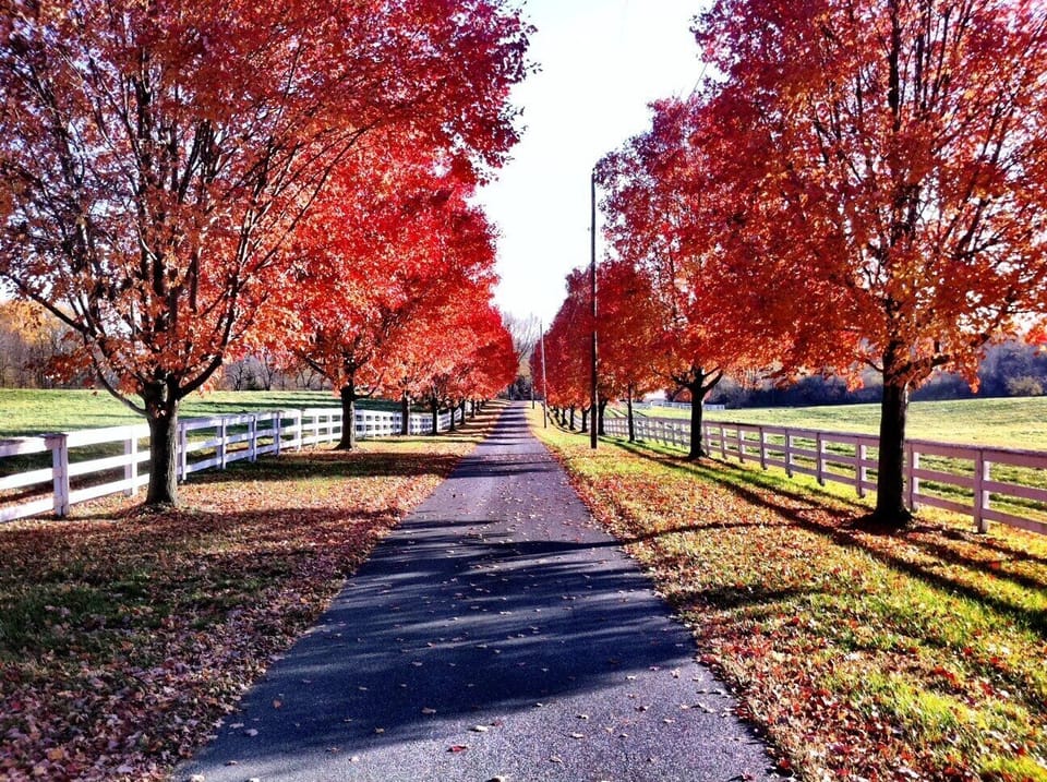 The spectacular colors of November!