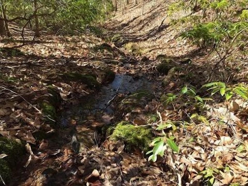 Small branch at bottom of property