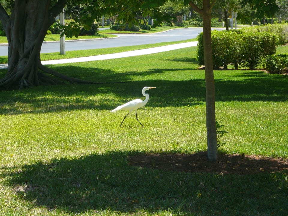 Wildlife outside of building