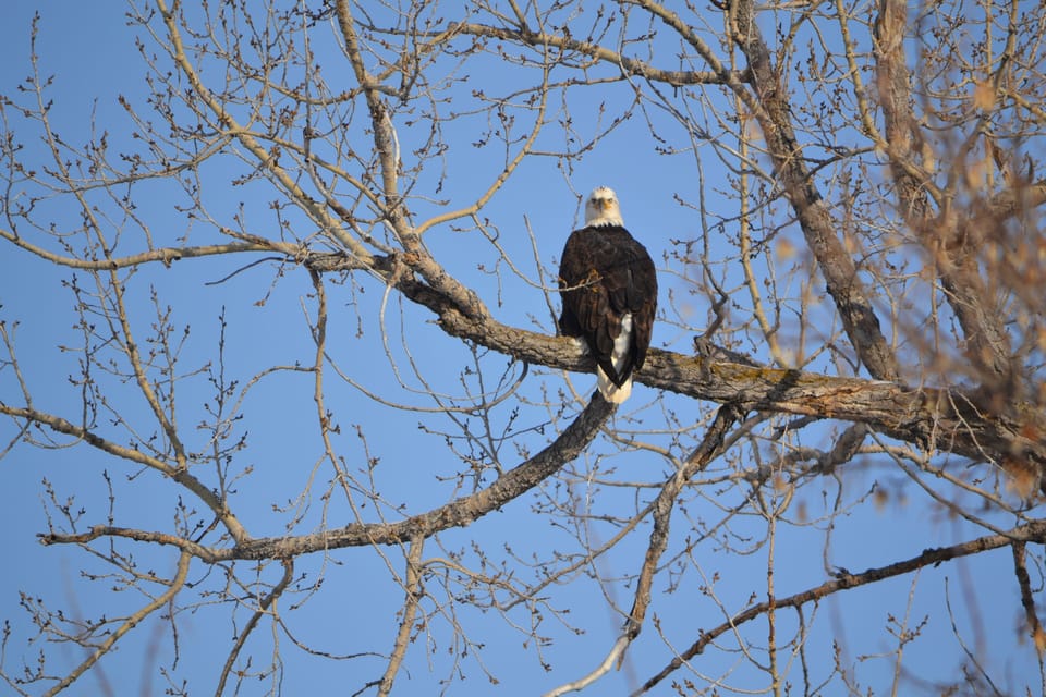 The Bald Eagles hunt waterfowl and they like to rest and feed in the big trees.