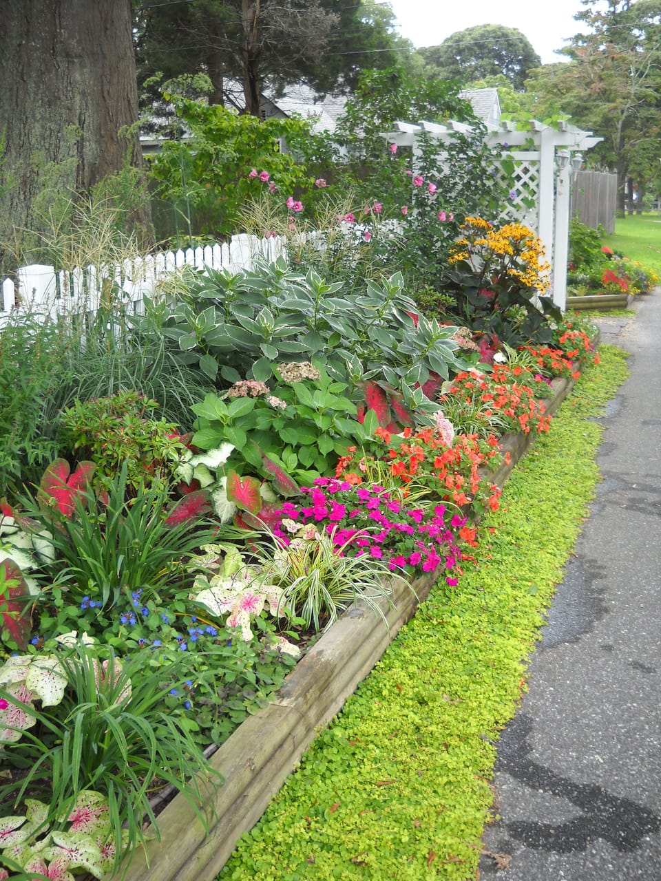 Front flowerbed with variety Hydrangea, Caladium, grasses, lilies and annuals