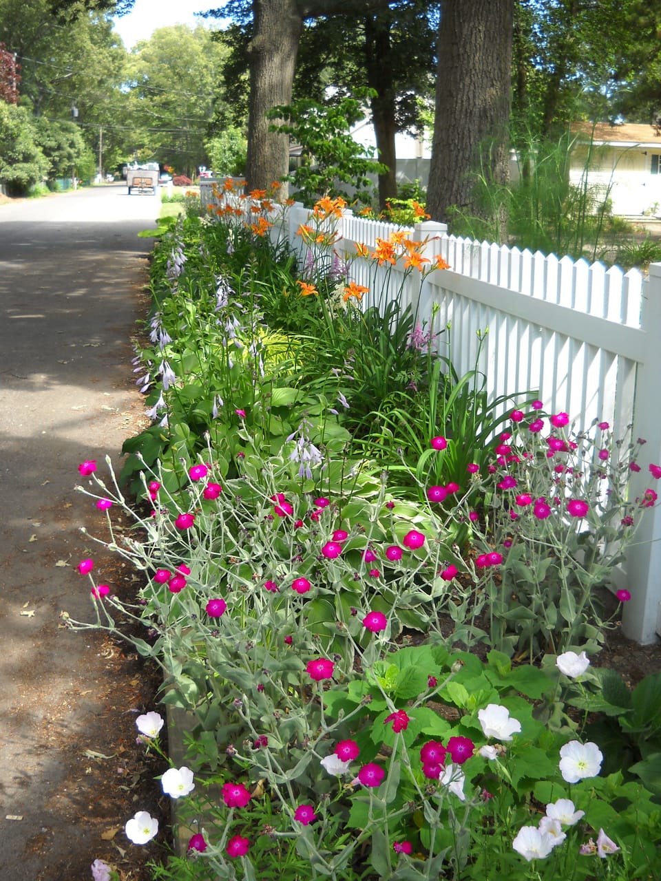 Street side flowerbed on Rose Lane; late spring