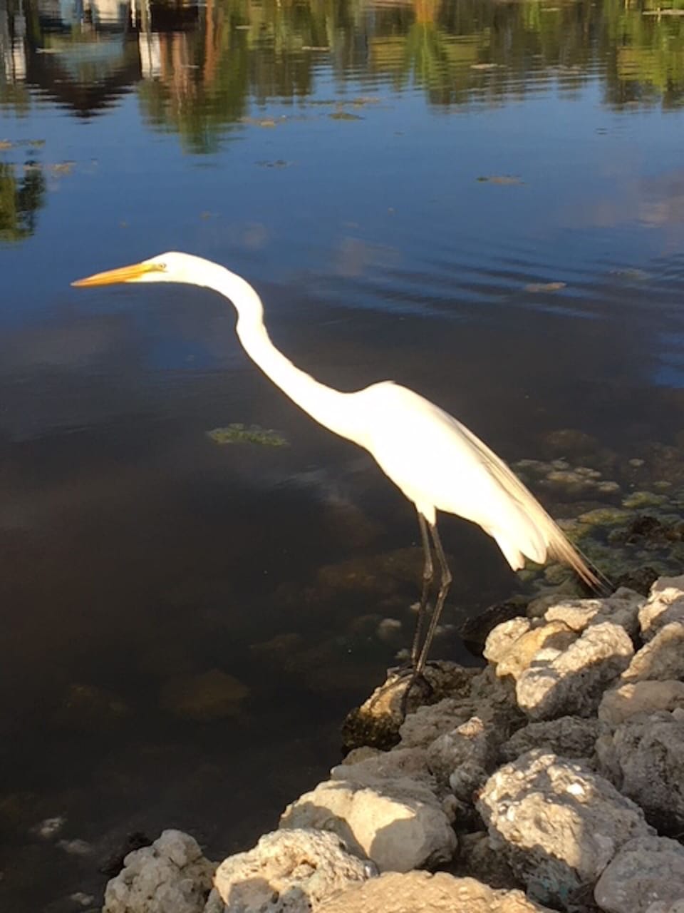 Ibis; Pine Island renown for Bird watching/nature
