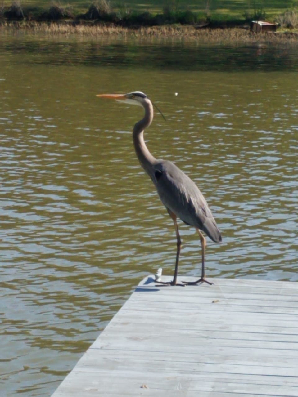     🐢🦋 Wildlife All Around 🦋🐢