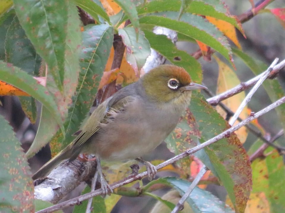 Silvereye