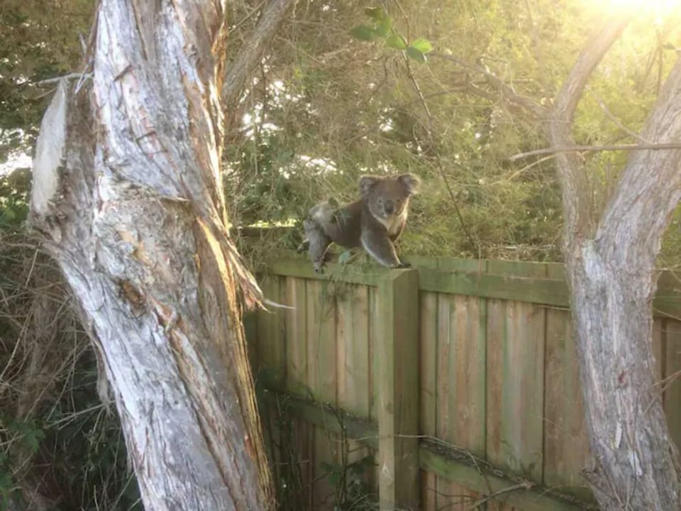 A local visitor!