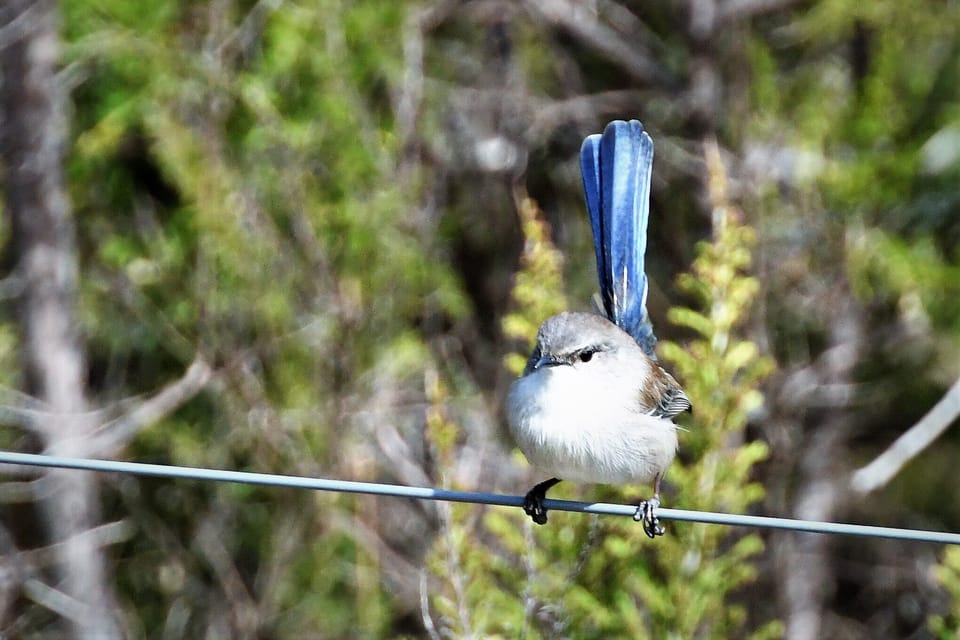 Superb Fairy Wren. Photo provided by Karl Landorf with permission