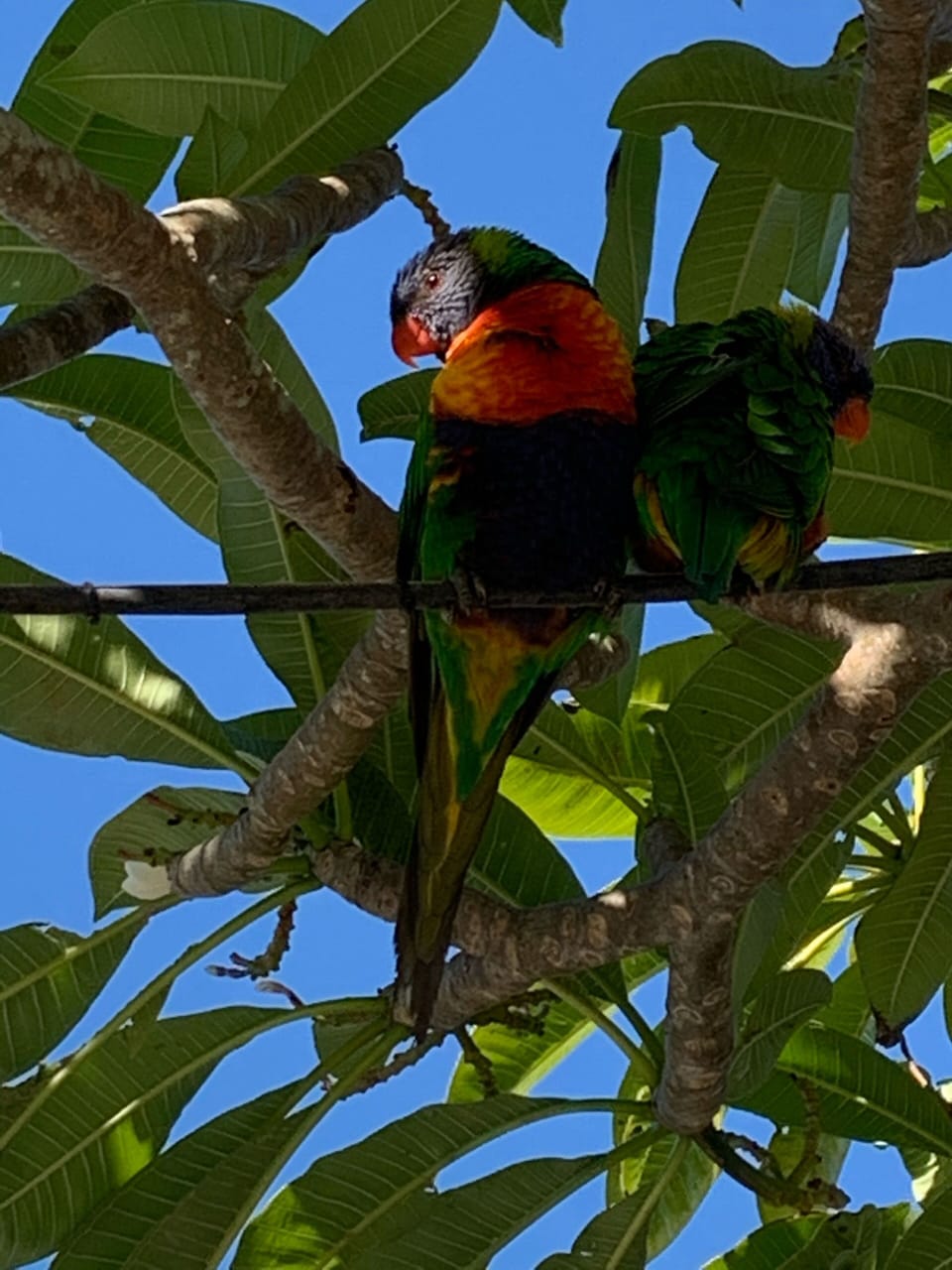 Bird life in the area