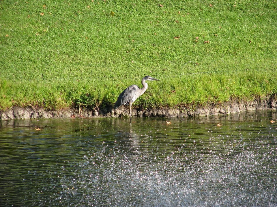Pond Wild Life with Blue Herring, Geesse, Huge Turtles, Fish, Fireflies & more! 