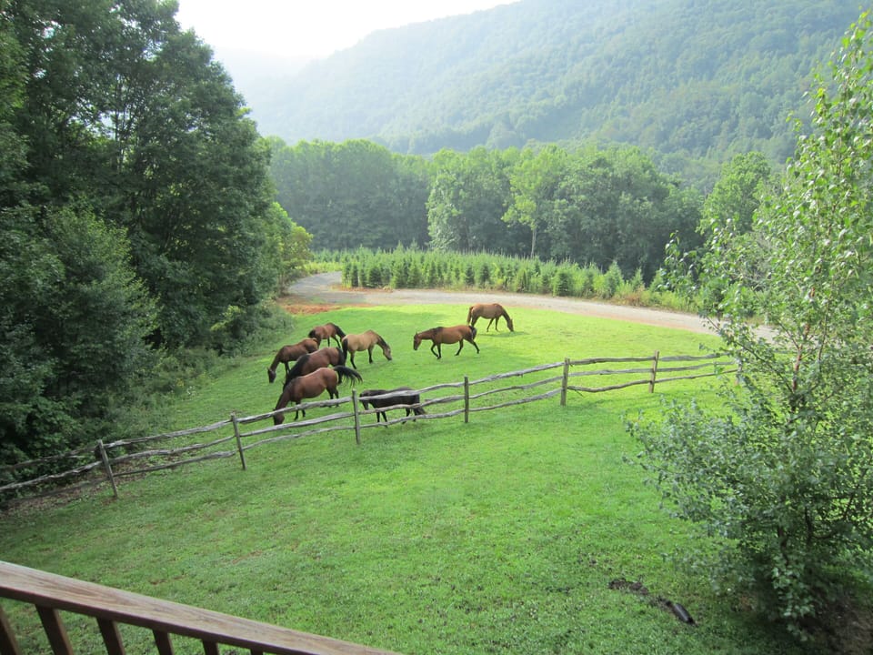 Horses used to roam the property. Visit the ponies instead at Grayson Highlands.