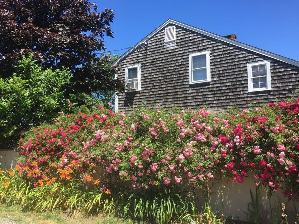 Summer in bloom