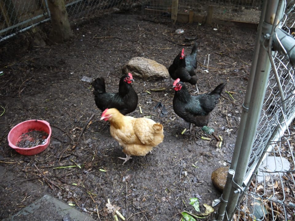 a few of the girls