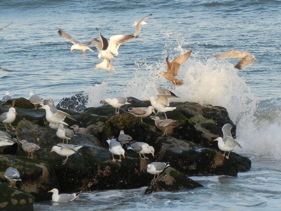 Any Closer to the Beach, You'd Be in the Water!
