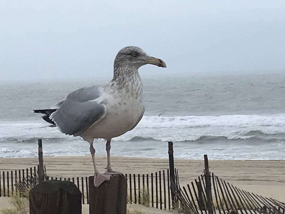 "Charlie" the Seagull Welcomes You to Your Vacation Home