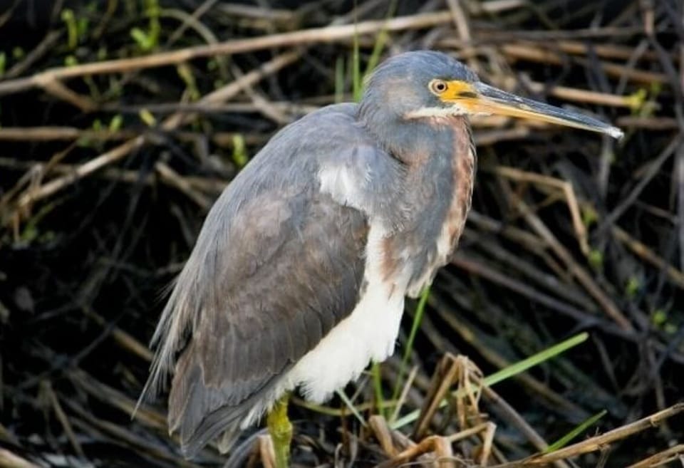 Birding is great, both on the island and stateside.