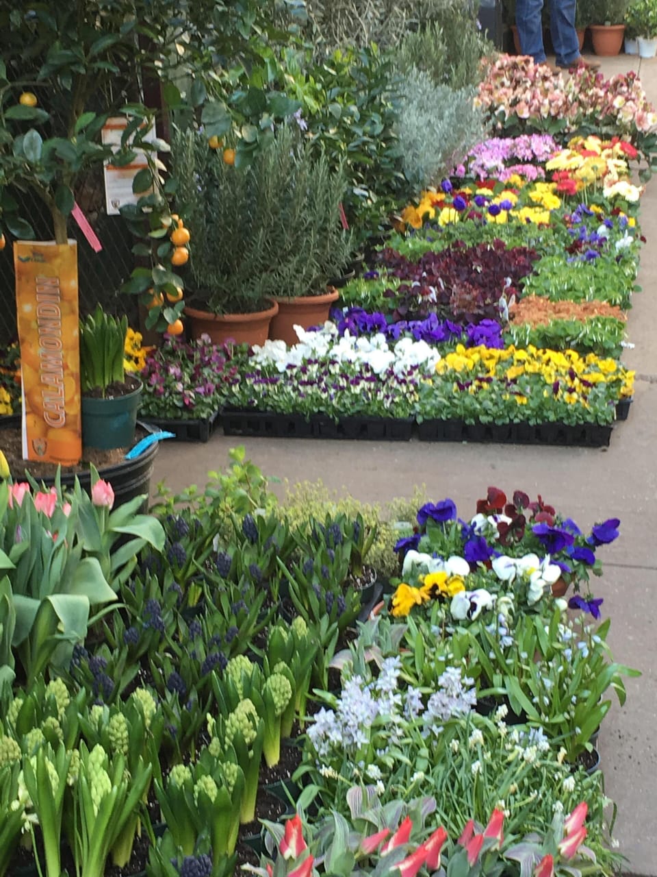 The streets of the flower market in Chelsea