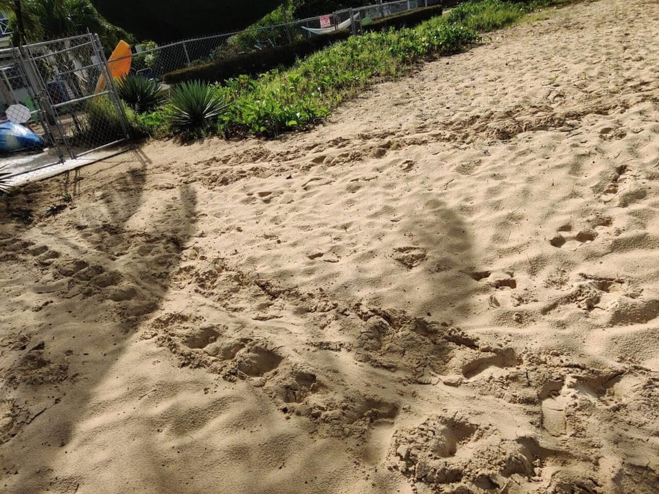 Turtle Tracks at House