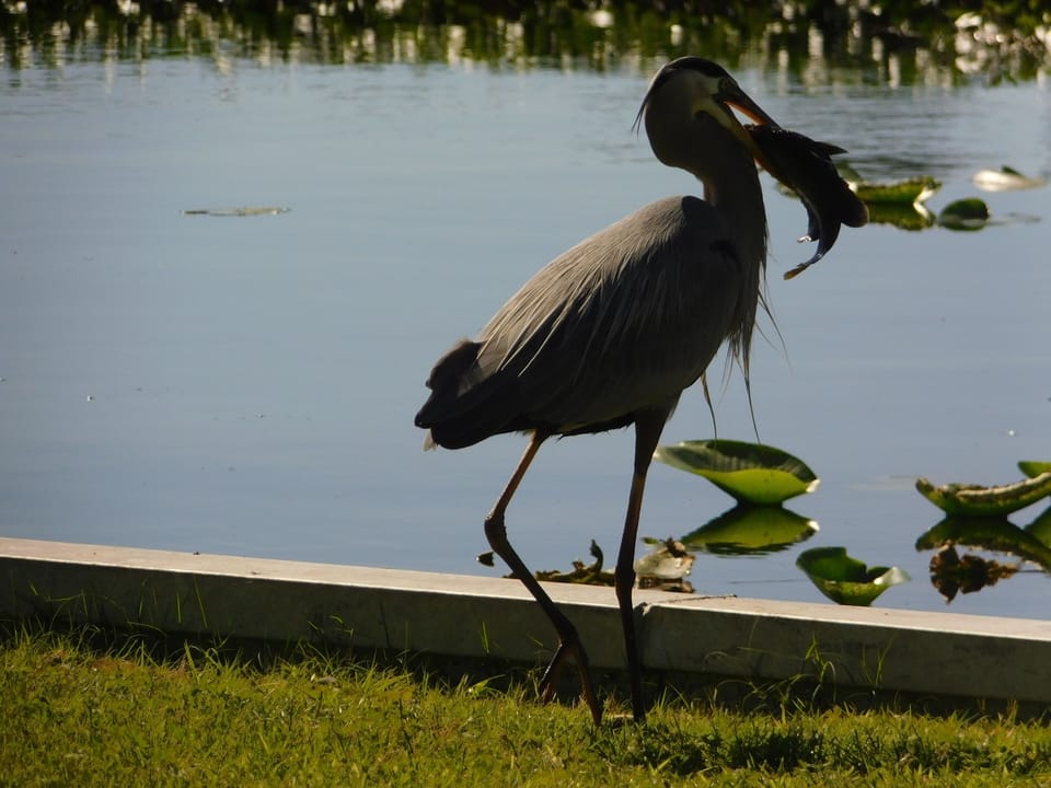 FRONT YARD ON RIVER
