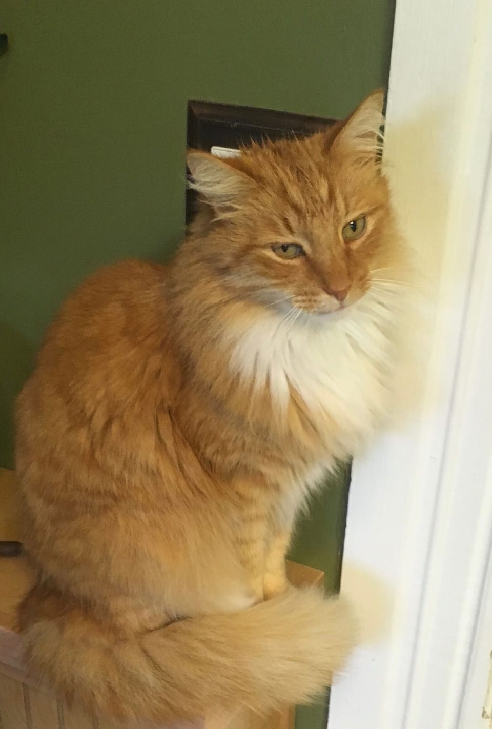 Our crazy friendly cat, Milo.