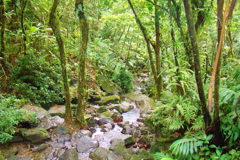 El Yunque Rainforest