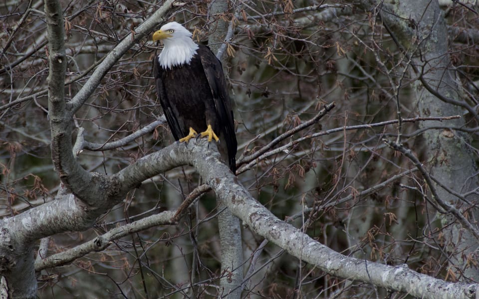One of several Bald Eagles that reside in the area and are frequently seen!