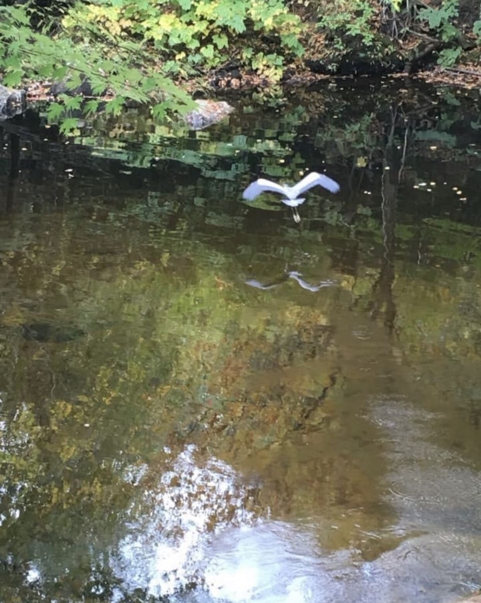 Great Blue Heron in front of house on Bearcamp River
