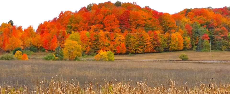 Boardman River Valley Trees in Fall Colors