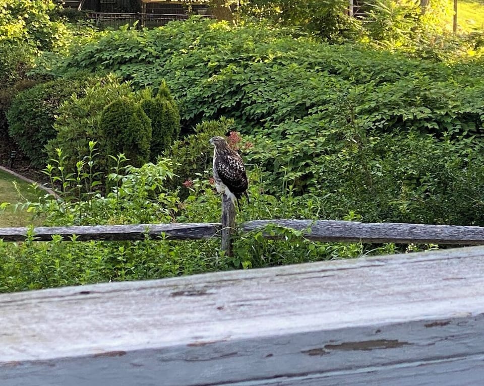 neighborhood red-tailed hawk