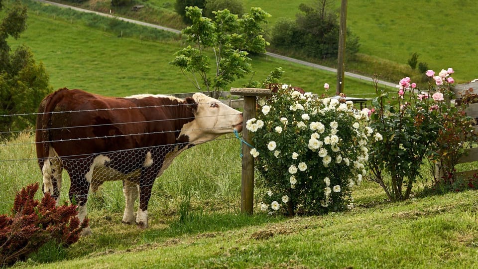 One of our steers