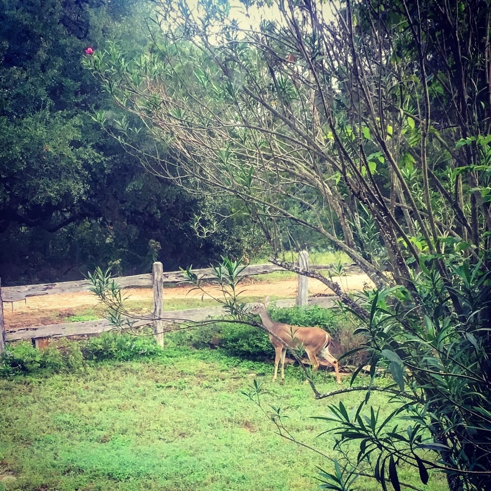 Wildlife