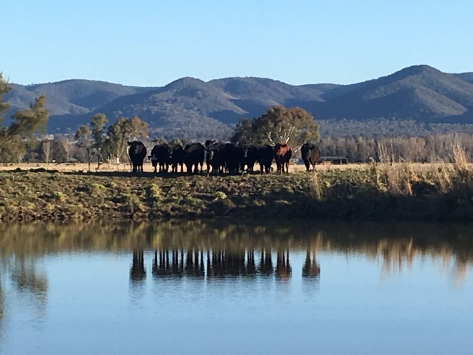 Our Moos
