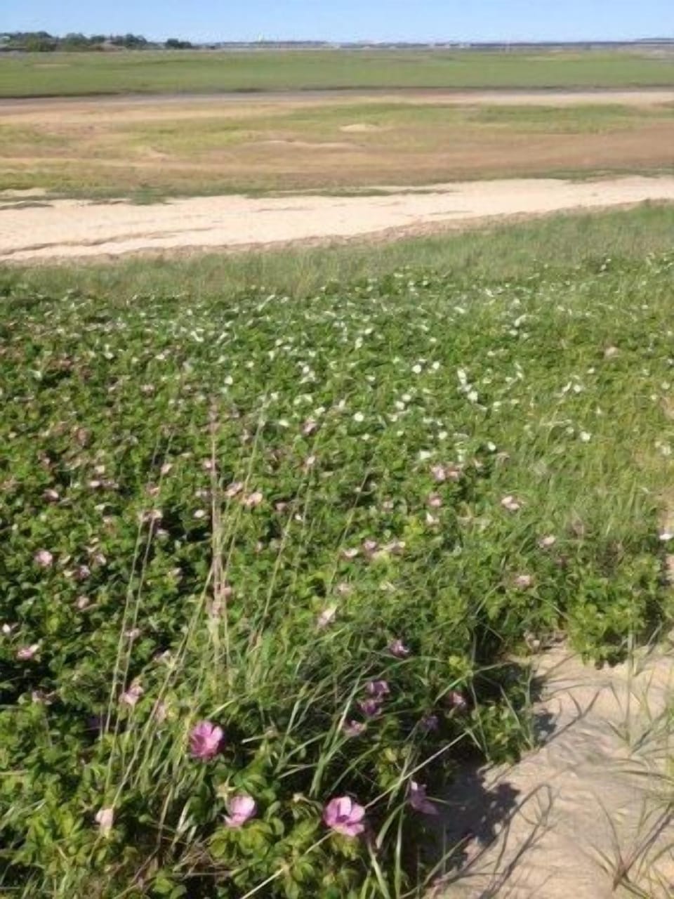 Another perfect day! Always something to see in the dunes at Herring Cove Beach.