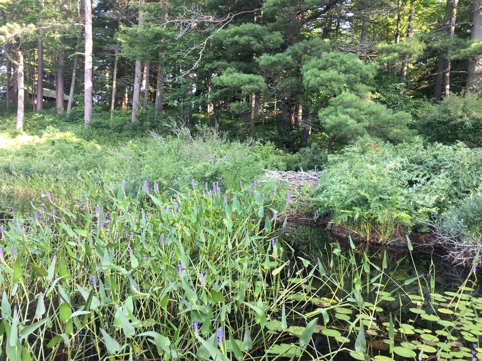 Beaver Hut on Long Pond