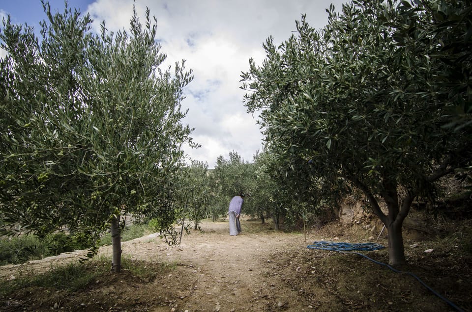a walk through the olive tree garden 
