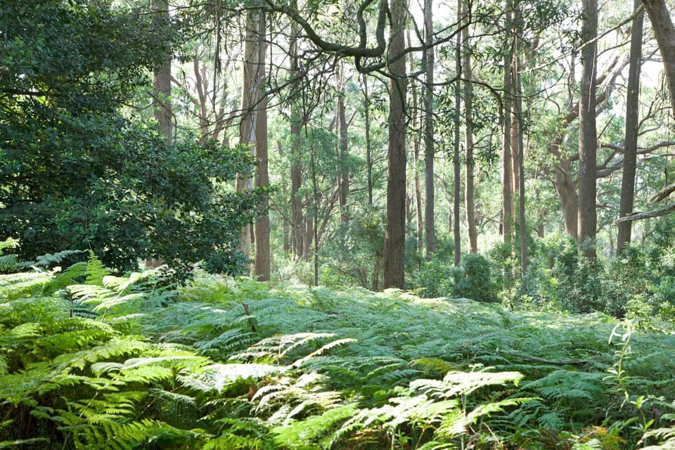 In the grounds of Yarrawa Hill