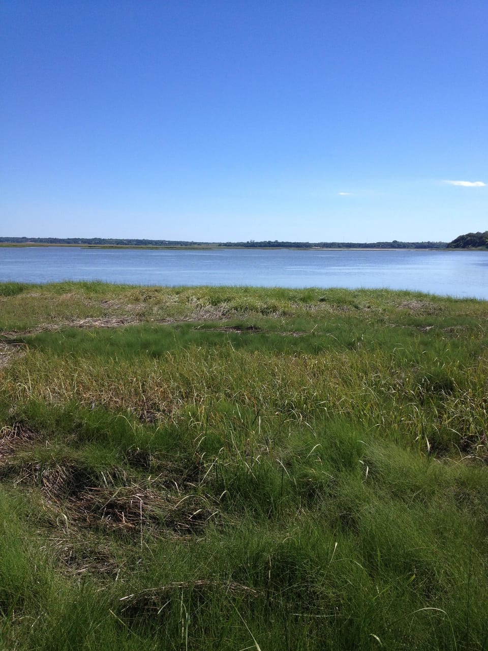 Salt marsh