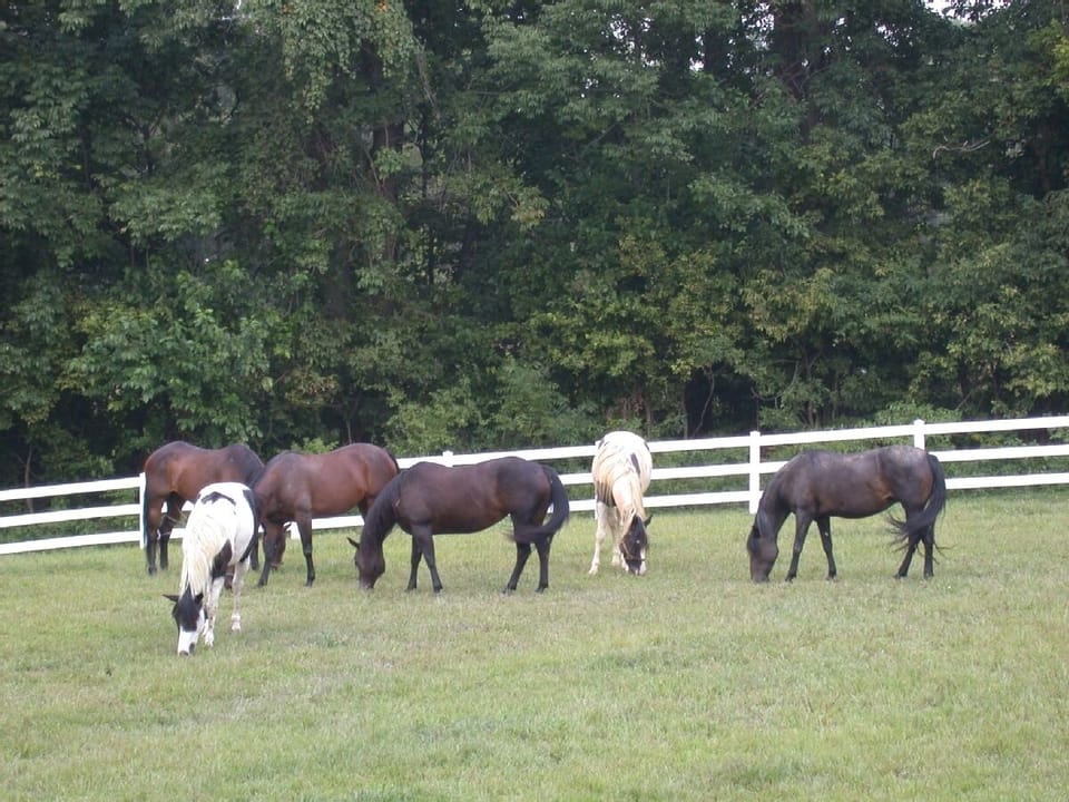 Horses grazing peacefully on their summer pasture