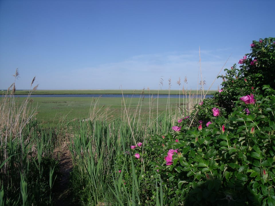 Beach Roses on the Nauset Marsh Trail