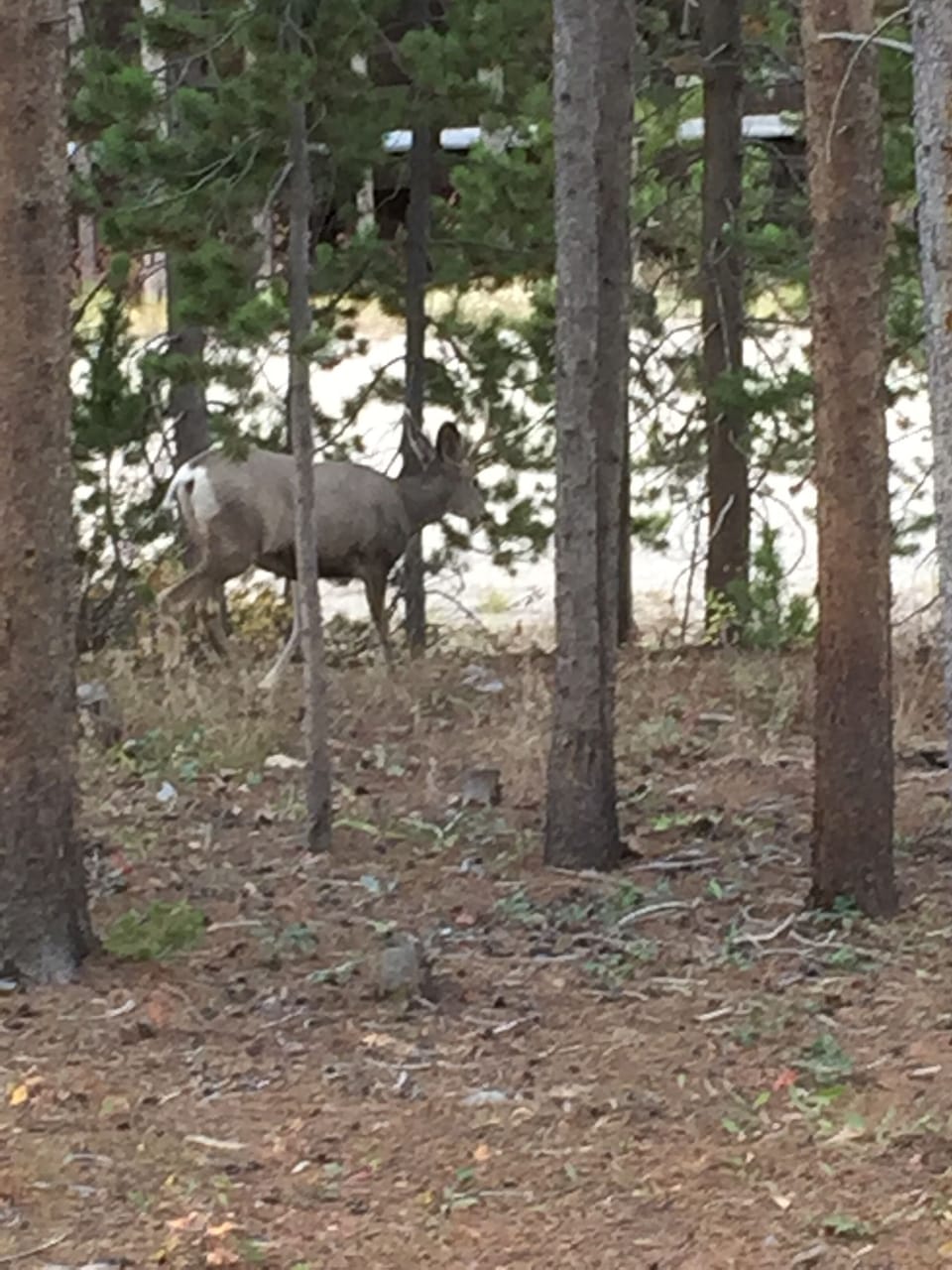 An afternoon visitor