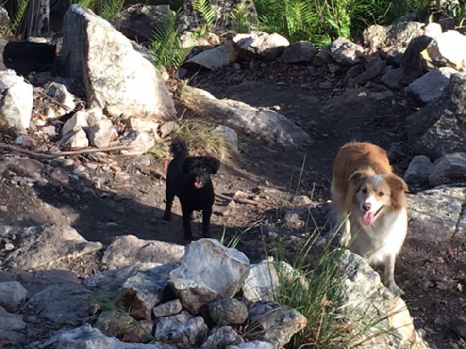 Mt Ninderry dog friendly great walk 