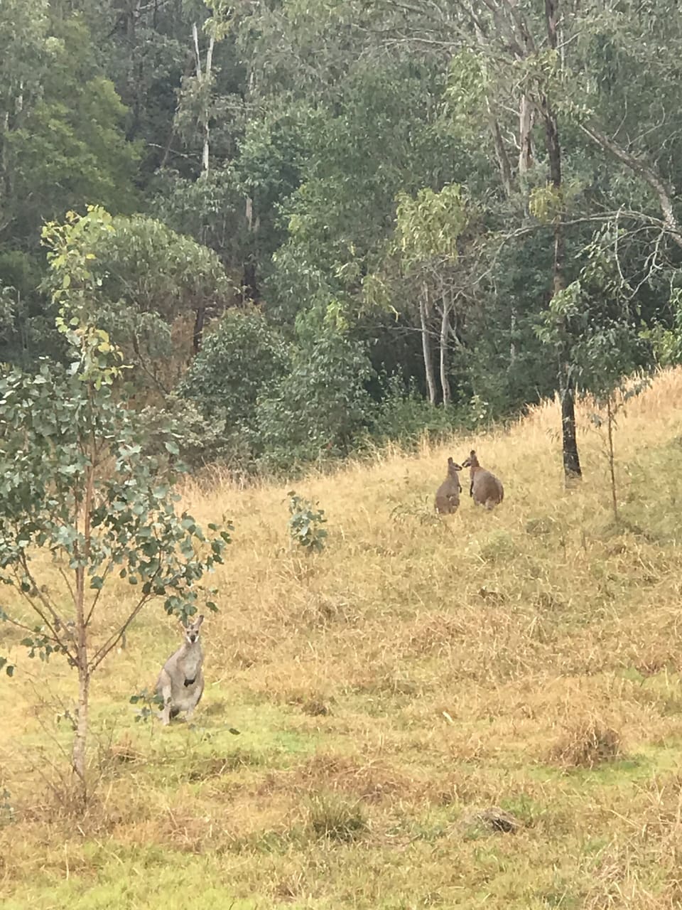 resident wildlife