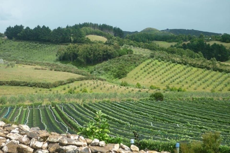 Nearby Hay Paddock Vineyard.