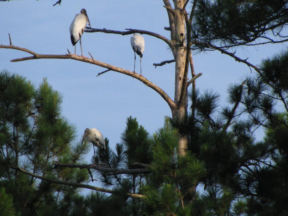 Stork friends across our lagoon
