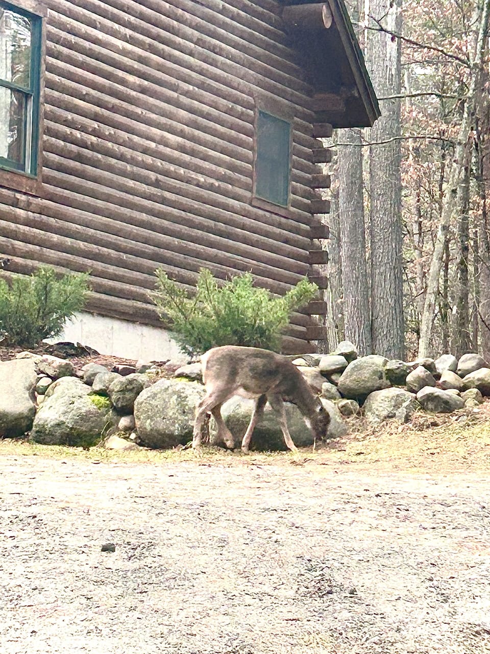 Local wildlife
